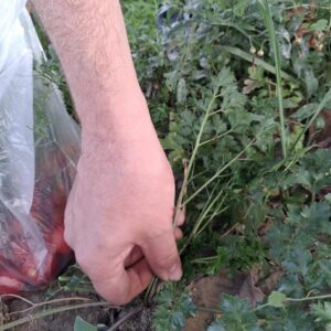 Ruke koje rade sve - od vrta do stola 5 Ruke koje rade sve - od vrta do stola 5